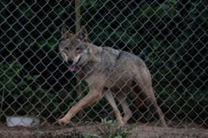 Moteris paėmė auginti mažą šuniuką: nesitikėjo to, kas iš jo išaugo