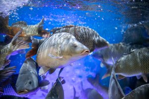 „Iki“ ir „Rimi“ šiemet iš viso atsisakys gyvos žuvies akvariumų, „Maxima“ mažins skaičių