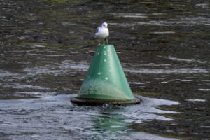 Šalia Vilniaus centro į Nerį išsiliejo teršalai