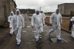 Paukščių gripo protrūkis paukštynui reikštų milijoninius nuostolius