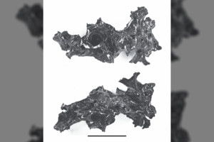 Kraupūs kataklizmo pėdsakai: žmogaus smegenys išsilydė į stiklą