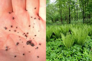 Klimatologas perspėjo: Lietuvą drebins ekstremalūs reiškiniai, daugės erkių