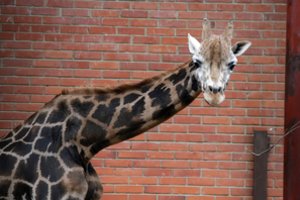 Iš zoologijos sodo pasprukusi žirafa rasta negyva kanale
