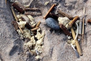 Dėl UNESCO saugomos Lietuvos pakrantės užteršimo parafinu kreipiasi į Europos Komisiją