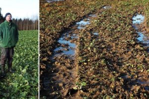 Ūkininkai neapsigina nuo pasėlius niokojančių chuliganų