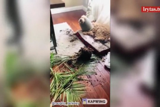 Namo grįžusį vyrą pribloškė svetainėje pamatytas vaizdas – nei pykti, nei juoktis