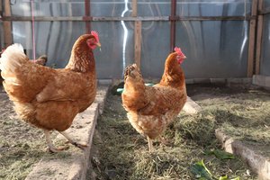 Išimčių nepaliko – visi naminiai paukščiai turės būti laikomi aptvaruose