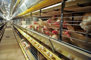 Siaučiant paukščių gripui paukščių augintojai su baime laukia pavasario