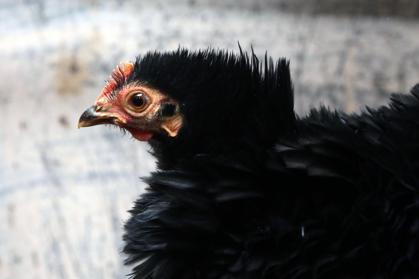 Galimo paukščių gripo protrūkio bijančios įmonės sustiprino biosaugos priemones.<br>M.Patašiaus nuotr.