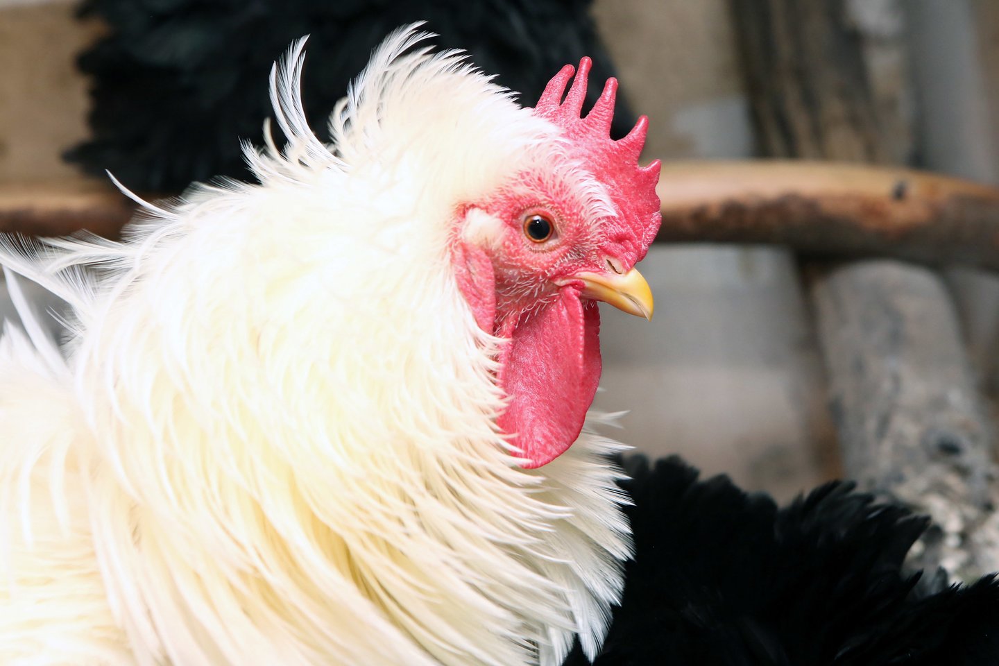 Galimo paukščių gripo protrūkio bijančios įmonės sustiprino biosaugos priemones.<br>M.Patašiaus nuotr.