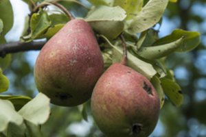 Lietuviškos kriaušės: yra būdų, kaip jomis mėgautis ir žiemą