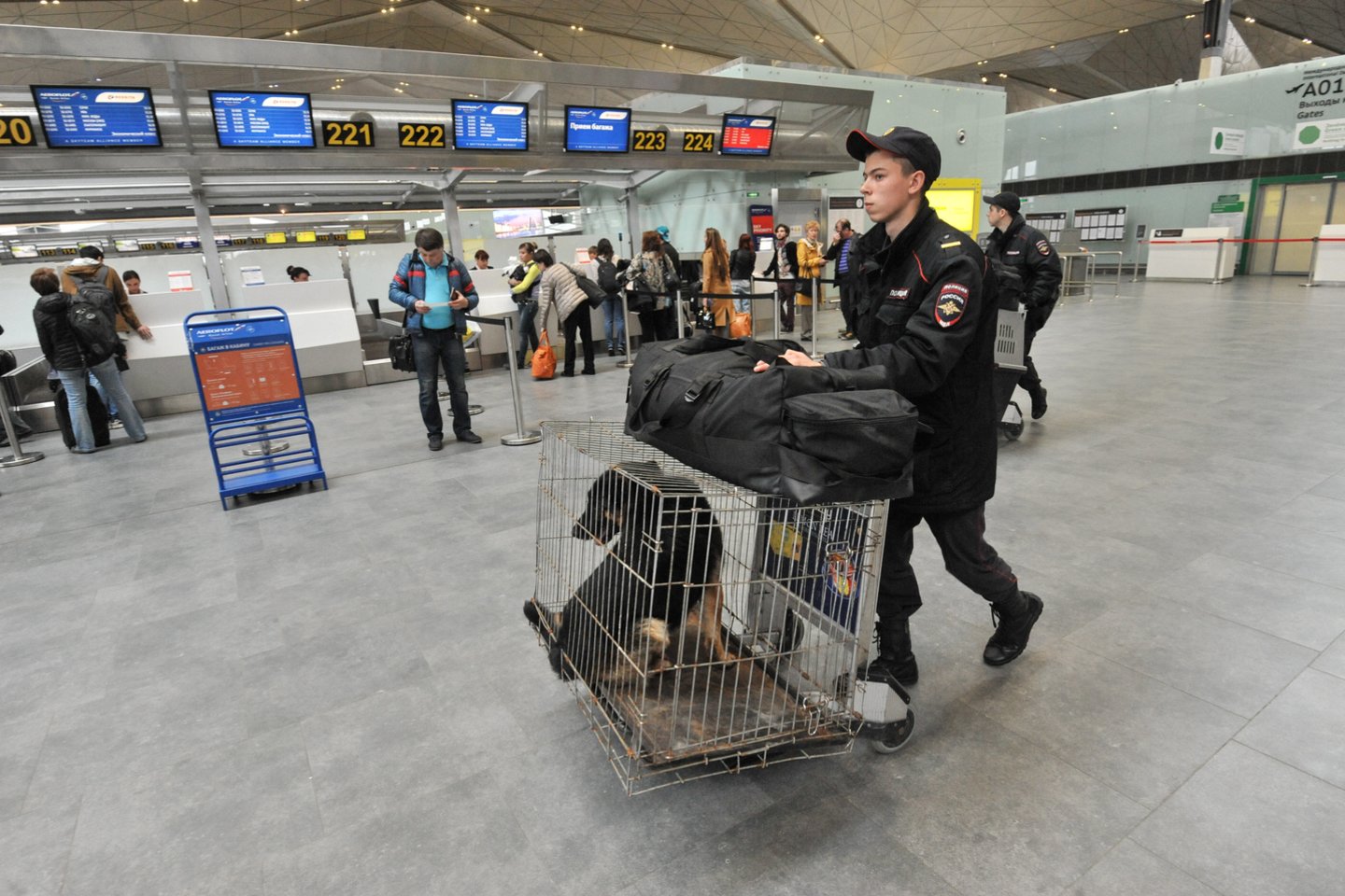 Užklausų dėl gyvūnų skrydžių ekspertai sulaukia kone kasdien, tik ne visos jos būna realizuojamos.