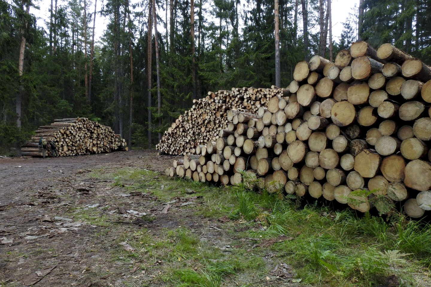 Seimo Kaimo reikalų komiteto pirmininkas Andriejus Stančikas siūlo Seimui priimti Miškų ir Saugomų teritorijų įstatymų pataisas, kurios sumažintų statybų ribojimus privačiame miške.<br>V.Ščiavinsko nuotr.