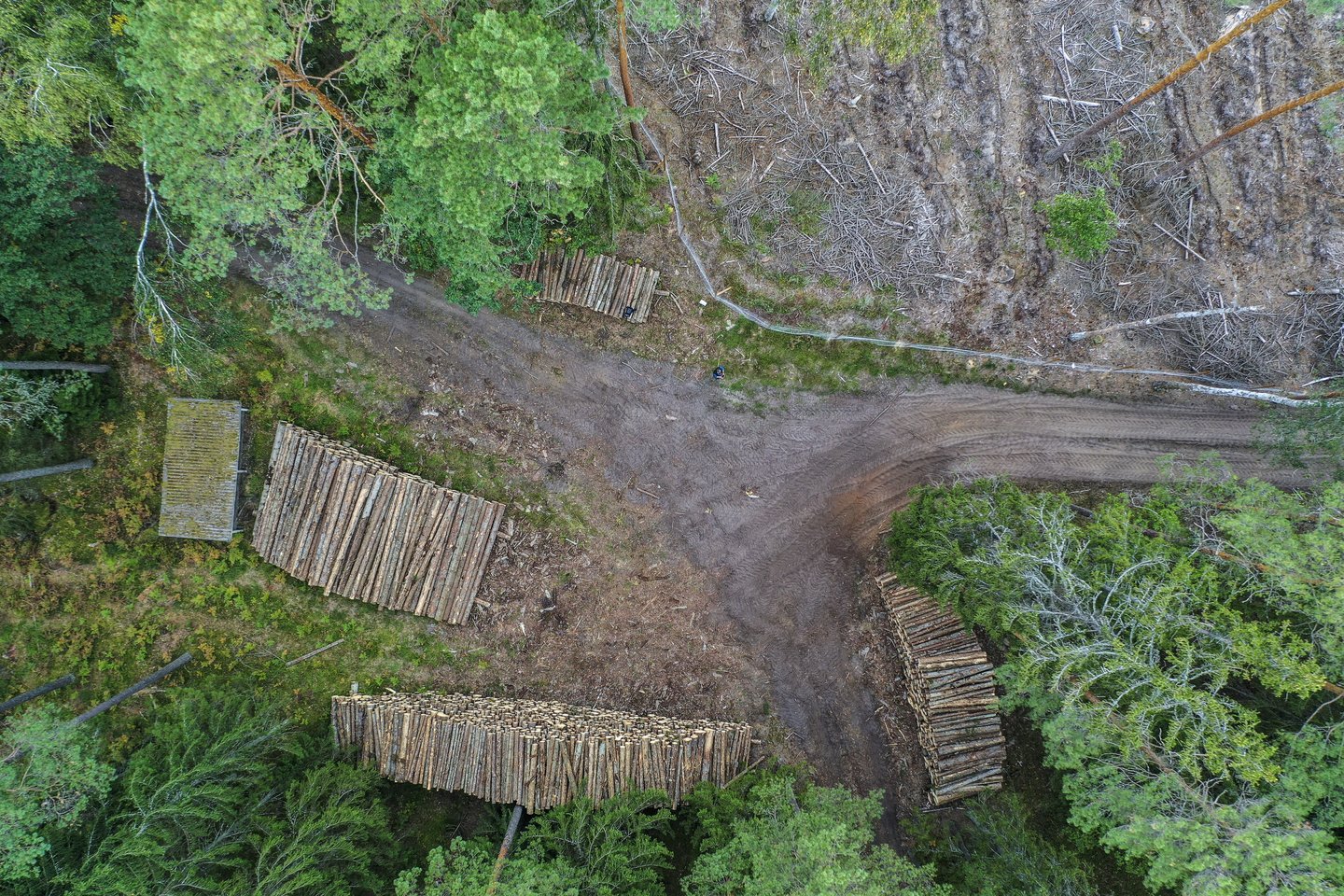 Seimo Kaimo reikalų komiteto pirmininkas Andriejus Stančikas siūlo Seimui priimti Miškų ir Saugomų teritorijų įstatymų pataisas, kurios sumažintų statybų ribojimus privačiame miške.<br>V.Ščiavinsko nuotr.