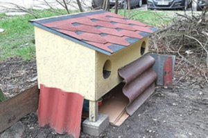 Perspėja kačių globėjus: sulauks bausmės