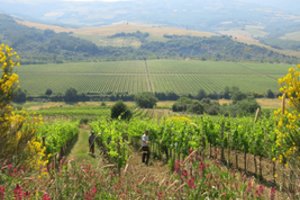 Mafijos šeimos atrado naują pajamų šaltinį: turtėti padeda ES pinigai