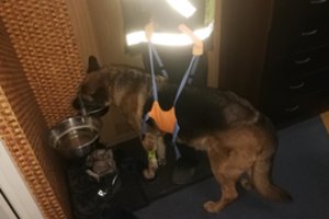 Pasivaikščiojimas su šunimi baigėsi tragiškai: kaimynas peiliu puolė šunį, policija tyrimo nepradėjo