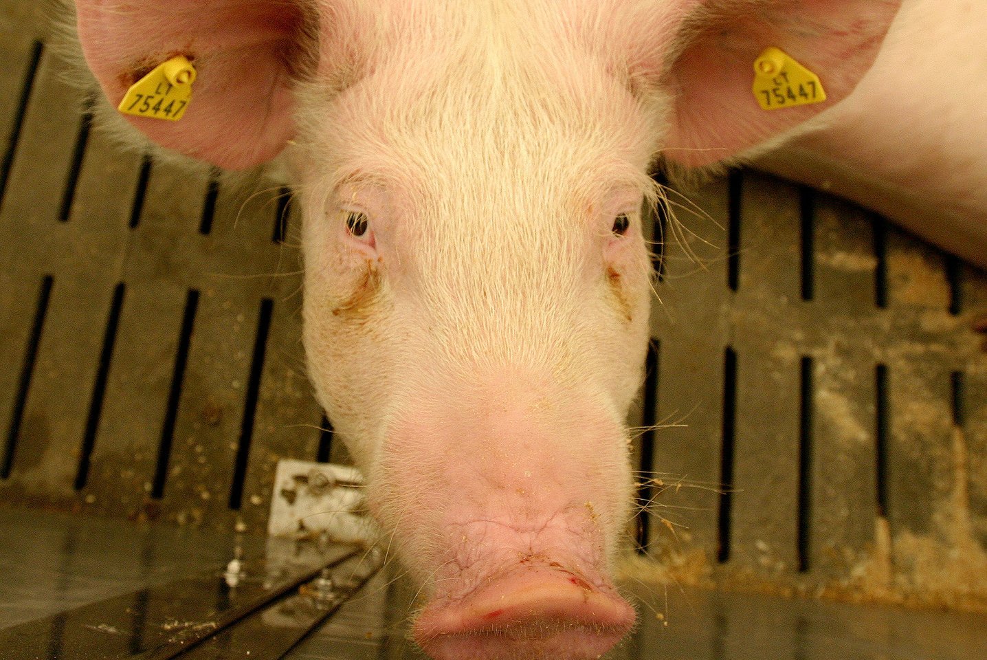 AKM virusas nustatytas šiaurinėje Graikijoje, Serės regione esančiame kiaulių ūkyje, kuriame laikytos 32 kiaulės.<br>M.Vizbelio asociatyvi nuotr.