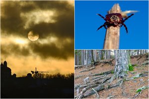 Mokslininkai įspėja – Lietuvos laukia dideli pokyčiai: pavojų kels ne tik aktyvios erkės