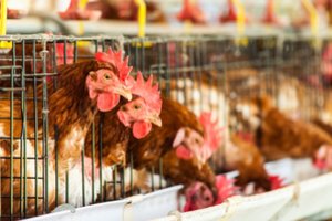 Uždrausta tiekti rinkai šaldytą vištienos filė iš Vengrijos: rasta salmonelių