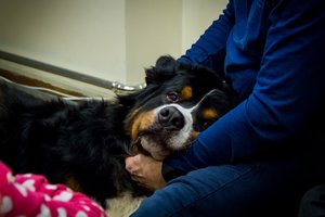 Šuo – ne tik geriausias draugas, bet ir terapeutas: nauda didesnė nei manėte