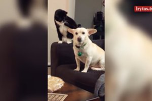 Katė neatsispyrė pagundai užgauti šunį, bet tokio atsako nesitikėjo