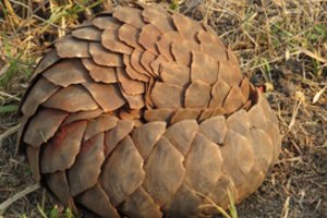 Kinų mokslininkai rado kaltininką dėl koronaviruso: tai – itin reti gyvūnai