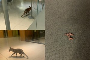 Į Britanijos parlamentą atklydusi lapė paliko kvapnią dovanėlę