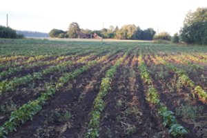 Kokybiškai užauginti ir sėkmingai parduoti