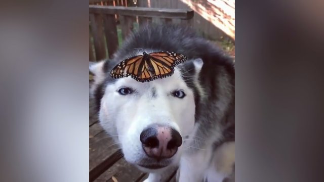 Keturkojo pažintis su drugeliu sužavėjo tūkstančius – šuns reakcija sukėlė juoką