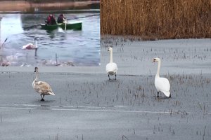 Panevėžio r. gulbių išgyvenimo drama baigėsi tragiškai