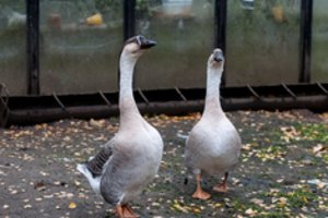 Lenkijoje – dar vienas didelio patogeniškumo paukščių gripo protrūkis