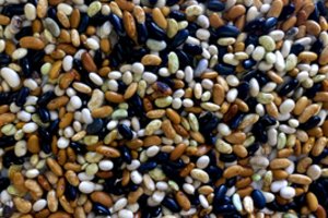 Dėl nepalankių gamtinių sąlygų mažinami reikalavimai pupų sėklos kokybei