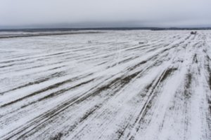 Sukluskite: svarbiausi vasario mėnesio darbai sodininkams ir daržininkams