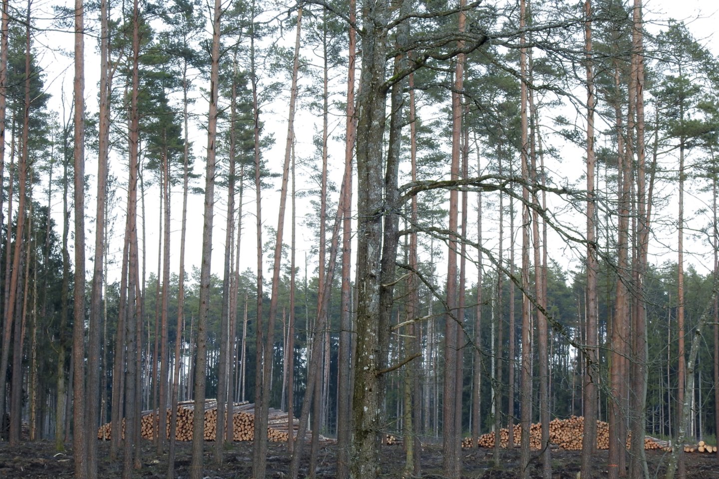 Pajūrio ir Varėnos pušynus užpuolus vienuoliui verpikui, šį pavasarį planuojama nupurkšti beveik 6 tūkst. hektarų miškų ploto.<br>V.Ščiavinsko nuotr.