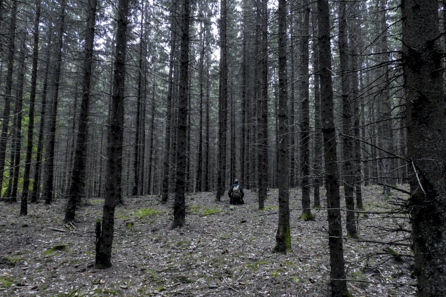 Pajūrio ir Varėnos pušynus užpuolus vienuoliui verpikui, šį pavasarį planuojama nupurkšti beveik 6 tūkst. hektarų miškų ploto.<br>V.Ščiavinsko nuotr.