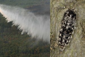 Lietuvoje plinta pavojingas parazitas – išpurkš miškus