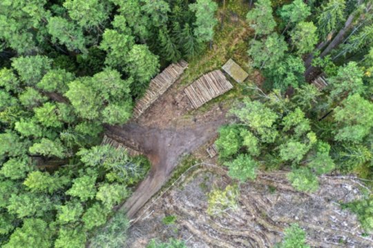 Punios šilo likimą teismas spręs kovo pradžioje