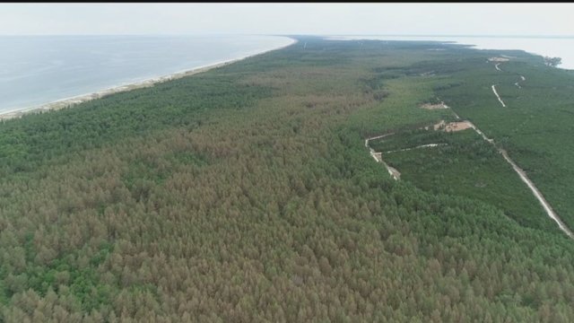 Dėl Lietuvoje plintančio pavojingo parazito planuojama purkšti miškus