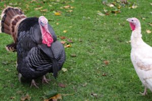 Piktybiškai nelaikantiems naminių paukščių aptvaruose skirs baudas