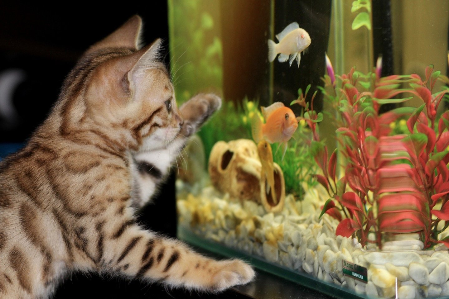 Įsirengti tinkamą bei akį džiuginantį akvariumą – ne taip ir sunku.<br> Shutterstock nuotr.