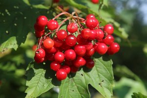 Putino uogos – mažai žinomos, bet labai naudingos