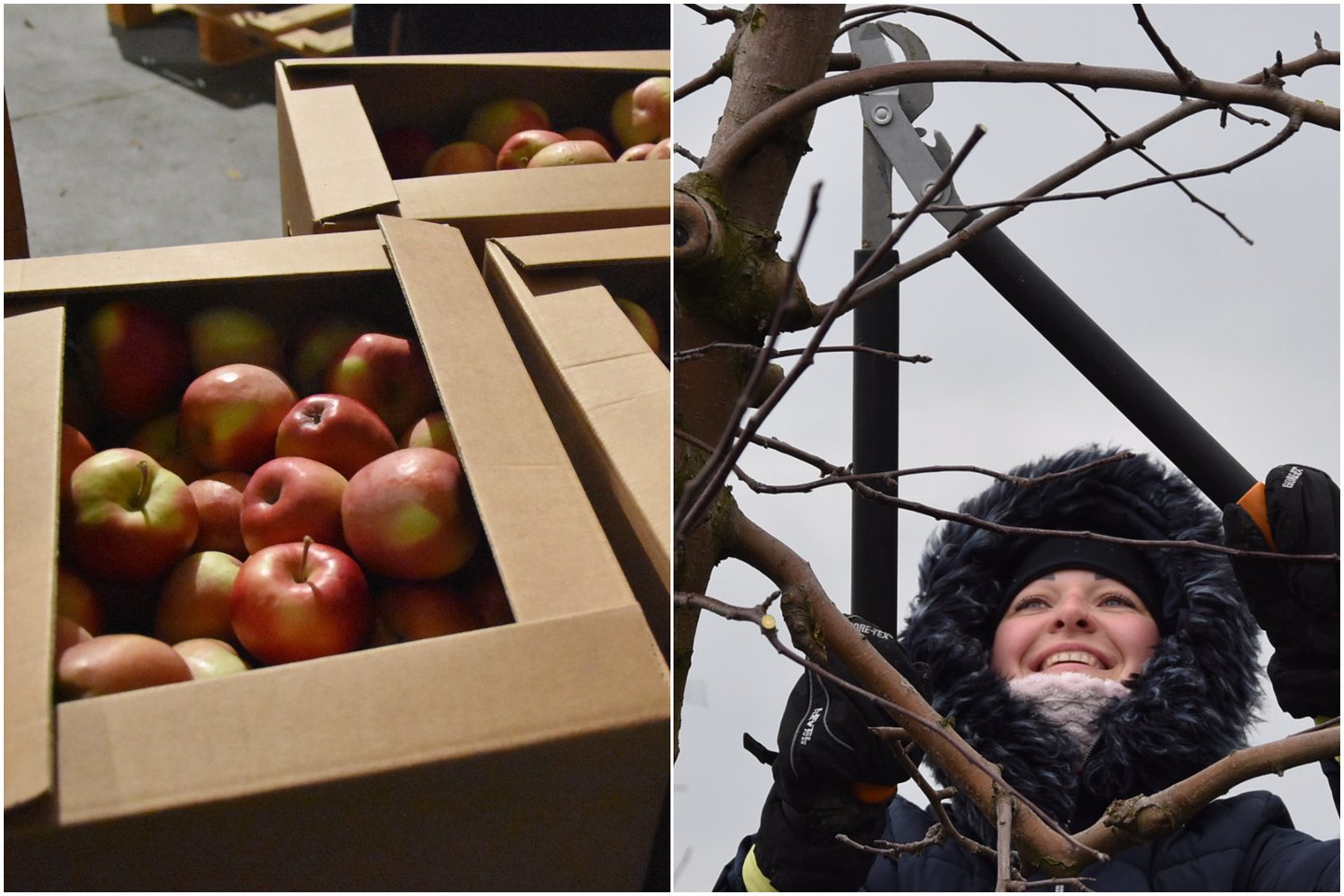 Lietuviški obuoliai baigėsi, – sodininkai ruošiasi kitam sezonui.<br>A.Srėbalienės nuotr.