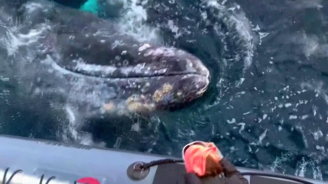 Turistai užfiksavo neįtikėtiną reginį – prikaustantį pilkojo banginio pasirodymą
