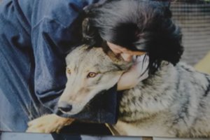 Vilko ir šuns mišrūnę kieme auginusiai moteriai – širdį verianti žinia