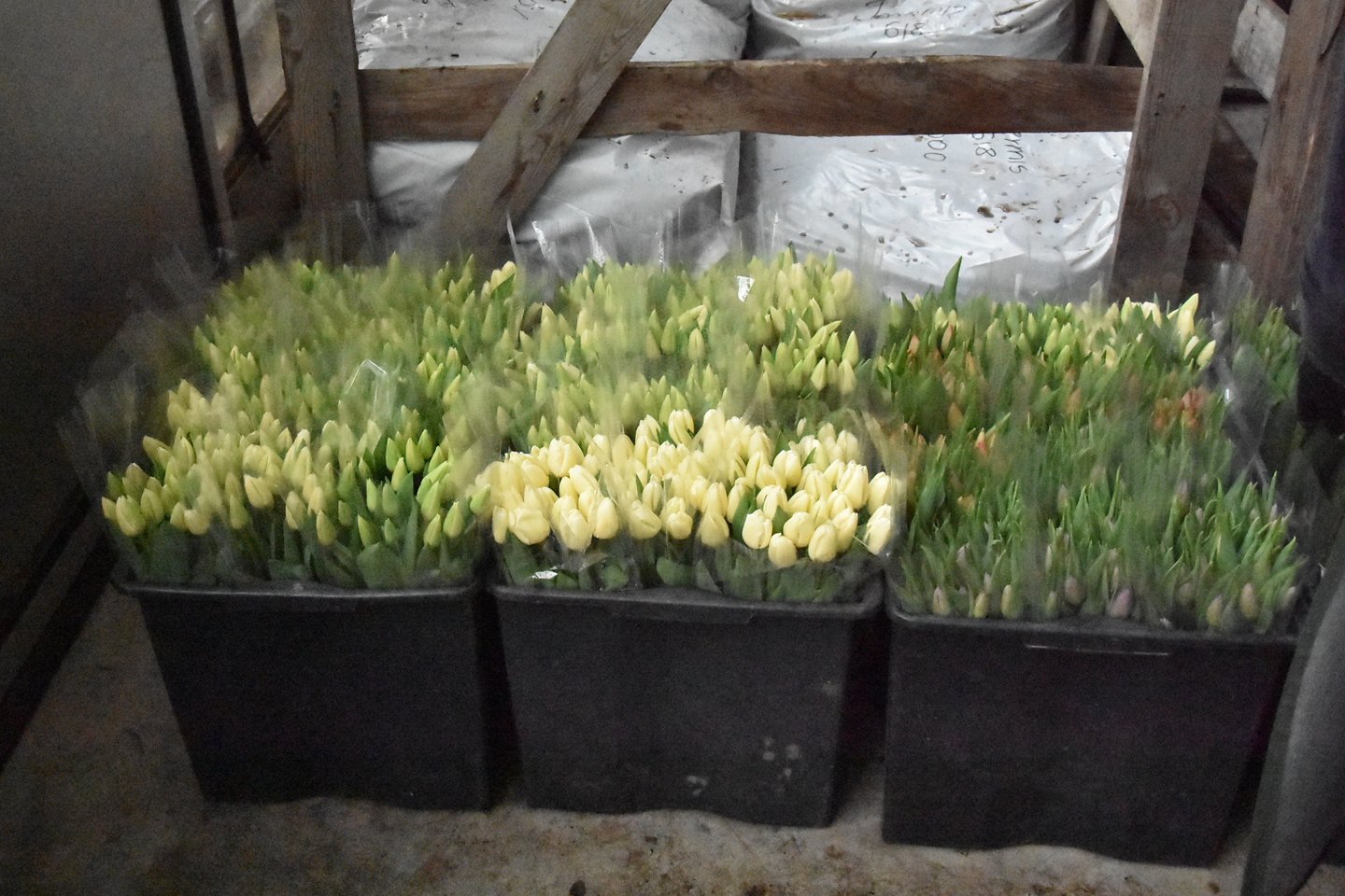 Dzūkijoje esantis jo gėlininkystės ūkis kiaurus metus gėlėmis aprūpina lietuviškus prekybos tinklus bei smulkiuosius prekybininkus.<br>A.Srėbalienės nuotr.