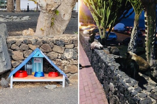 Turistų pamėgta sala – tikras rojus katėms: net restoranuose jaučiasi saugios