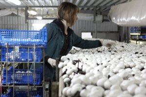 SADM atstovė: dirbti atvykę ukrainiečiai turės būti geriau informuojami apie darbo sąlygas