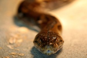 Dėl gyvačių orgijos teko uždaryti dalį parko