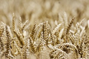 Nuo šiol lietuviški kviečiai bus eksportuojami į Braziliją